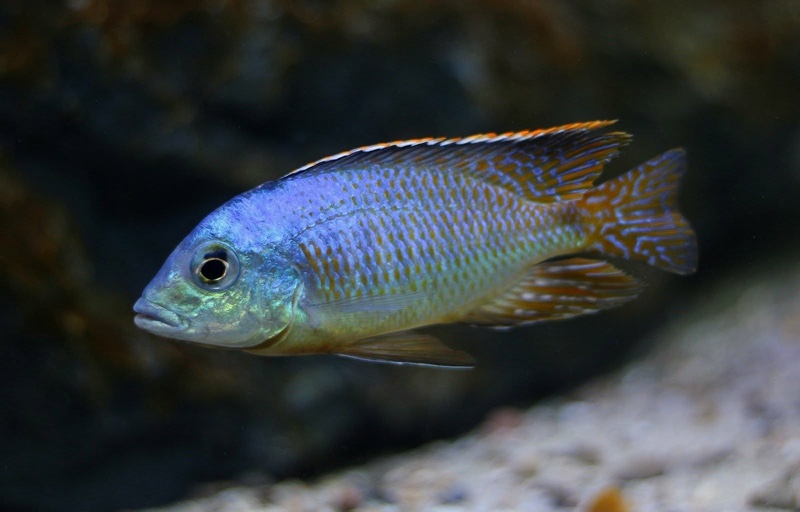 Otopharynx sp. 'spots' Sani